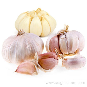 High Quality Gourmet Garlic Bulbs Price